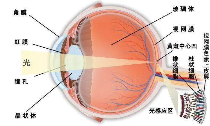 治疗黄斑病变最新眼药,最新眼药治疗黄斑病变，突破与希望