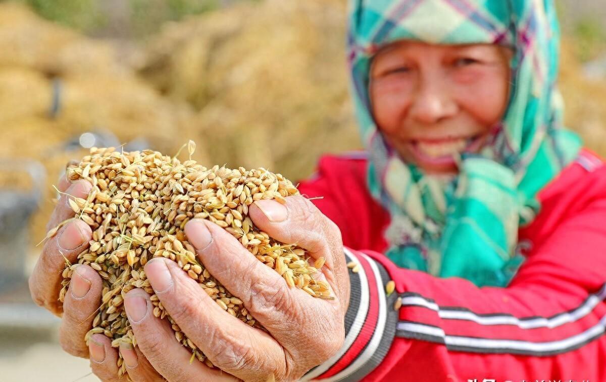 美国大豆最新消息,美国大豆最新消息，市场趋势、产业影响及未来展望